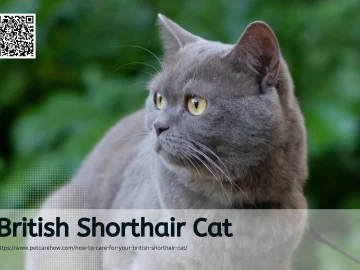 How to care your British Shorthair Cat