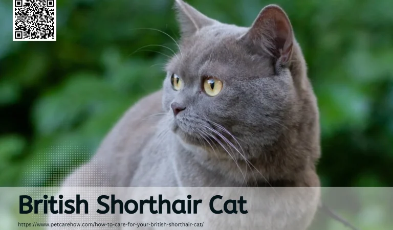 How to care your British Shorthair Cat