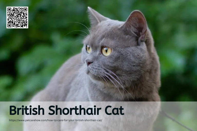 How to care your British Shorthair Cat