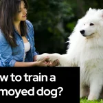 How to train a Samoyed dog?