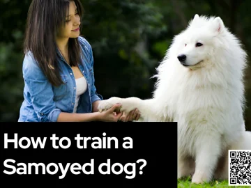 How to train a Samoyed dog?