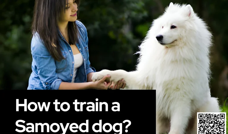 How to train a Samoyed dog?