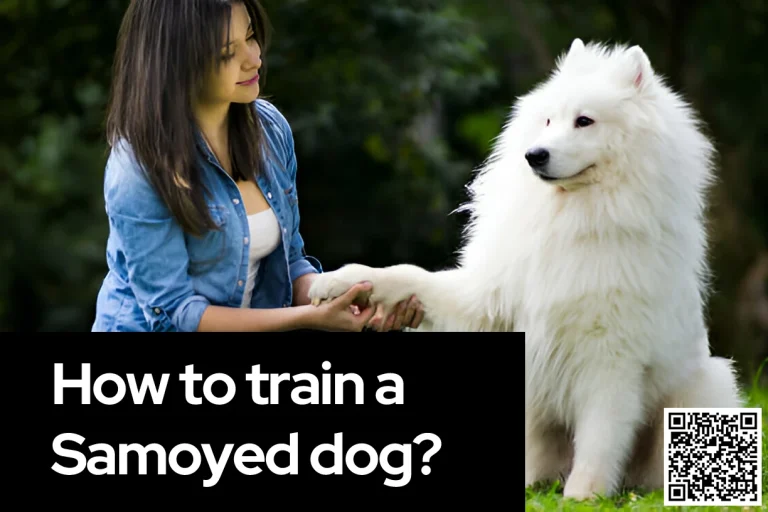 How to train a Samoyed dog?